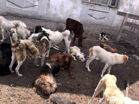 породистые собаки под Одессой умирали от голода