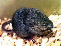 Японским ученым удалось клонировать мышь, скончавшуюся 16 лет назад