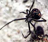 Жителей херсона атакуют проснувшиеся раньше времени ядовитые пауки каракурты