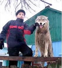Волчица по кличке серый, уже несколько месяцев обитающая в центре сум, любит ластиться к детям и пытается облизывать прохожих