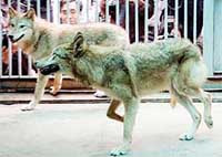 Южнокорейские ученые впервые в мире клонировали волков