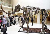 Скелет мамонта, получивший название «президент» в честь бориса ельцина, пошел с молотка в париже за 352 тысячи долларов