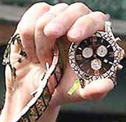 В санкт-петербурге водолазы достали со дна невы золотые наручные часы за 200 тысяч долларов, которые, предположительно, уронил с моста солист «модерн токинг» томас андерс