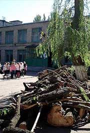Во дворе донецкой гимназии старая ива рухнула на двоих школьников, спрятавшихся под ней от шквального ветра