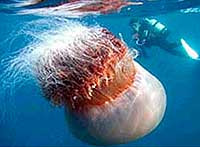 Японские рыбаки ищут спасения от оккупировавших прибрежные воды гигантских медуз весом около 200(! ) килограммов каждая