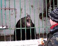 «олег улыбнулся и произнес: «кажется, медведь откусил мне руку. Я ее не чувствую»,&nbsp;— рассказывает 16-летний тарас, который в зоопарке пытался спасти друга, попавшего в лапы 600-килограммового хищника