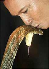 Малайзиец за три минуты 51 раз поцеловал&#133; Ядовитую змею