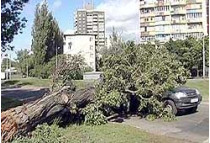 Сегодня шквальный ветер, валивший в понедельник в столице деревья и рекламные щиты, пронесется по западным, северным и центральным областям украины