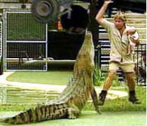 Натуралист стив ирвин: «в возрасте четырех лет я наступил на змею, которая, как выяснилось, была самой ядовитой и опасной во всей австралии. Но она почему-то не укусила меня»