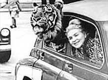 Своего любимца&nbsp;— тигра по кличке пурш&nbsp;— маргарита назарова выгуливала на поводке, катала в машине и водила в кафе