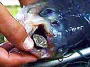 Жительница санкт-петербурга пыталась вывезти из якутии рыбу, «нафаршированную» крупными&#133; Алмазами