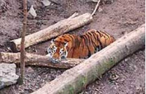 «я не сдамся, не сдамся! «&nbsp;— кричал пьяный посетитель николаевского зоопарка, отбиваясь от рассвирепевшей тигрицы