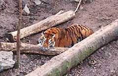 «я не сдамся, не сдамся! «&nbsp;— кричал пьяный посетитель николаевского зоопарка, отбиваясь от рассвирепевшей тигрицы