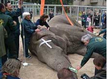 Под живот и передние ноги слона боя завели две шлеи и с помощью двух подъемных кранов осторожно уложили на бок