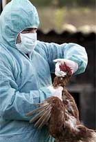 Птичий грипп обнаружен и в хорватии