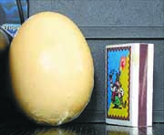 На волыни курица снесла самое большое в украине яйцо&nbsp;— почти в три раза тяжелее обычного!