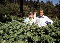 «выращивать картофель мне помогают&#133; Колорадские жуки»