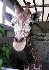 В киевский зоопарк из германии привезли двухлетнего жирафа