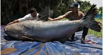 В таиланде рыбаки поймали гигантского сома&nbsp;— весом 293(! ) килограмма