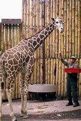 Жирафенок рами, прибывший в киевский зоопарк из германии, привыкает&#133; К украинскому языку, ведь раньше с ним общались только по-немецки