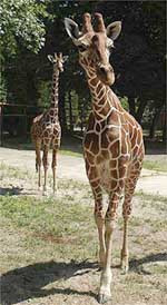 У киевского жирафенка рами появились два друга &nbsp;— джамби и юти