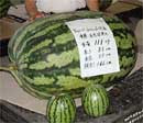Победителем конкурса бахчевых культур стал арбуз весом 111 килограммов