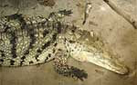 В тропическом уголке киевского зоопарка поселилась пара кубинских крокодилов