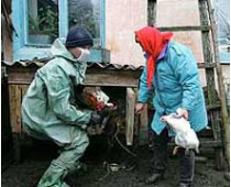 Еще в пяти крымских селах зафиксирован падеж домашней птицы