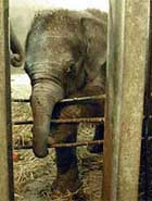 Рожденного в одесском зоопарке год назад слоненка дюка продали за 20 тысяч долларов хмельницкому цирку