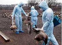 Вирус птичьего гриппа, от которого в крыму гибнет домашняя птица, кажется, опасен для человека