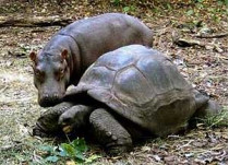 В кенийском парке 120-летняя черепаха взяла «на воспитание» детеныша&#133; Бегемота
