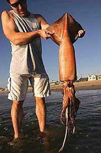 Минувшей ночью калифорнийское побережье «атаковали» полторы тысячи двухметровых кальмаров!