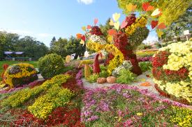 Виставка хризантем на Співочому полі в Києві