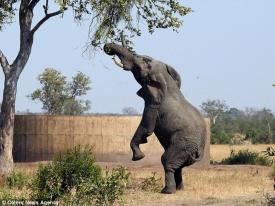 Мережу потішили фото слона, котрий уявляв себе жирафом
