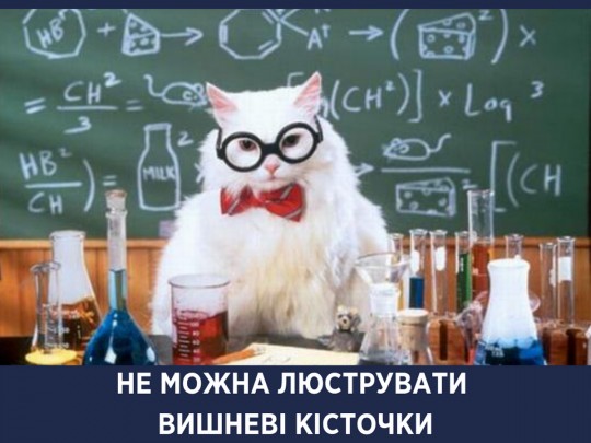 Кот-врач