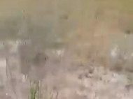На Донбассе настоящее нашествие саранчи: в сети показали видео 