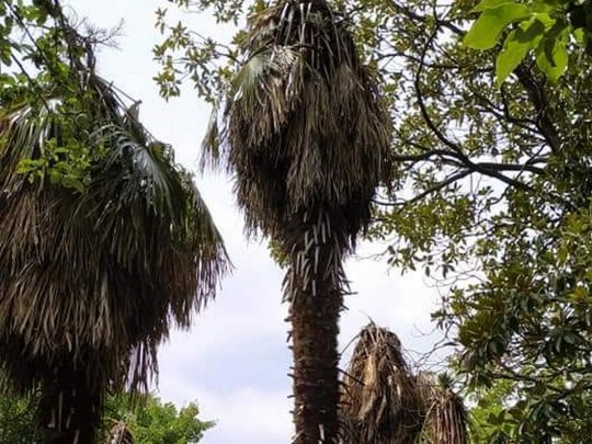 пальмы в Крыму