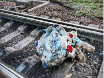 Неудачная шутка: машинисту поезда «Интерсити» пришлось экстренно затормозить из-за плюшевой игрушки