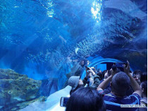 Китай аквариум