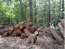 Вырубка леса на Харьковщине