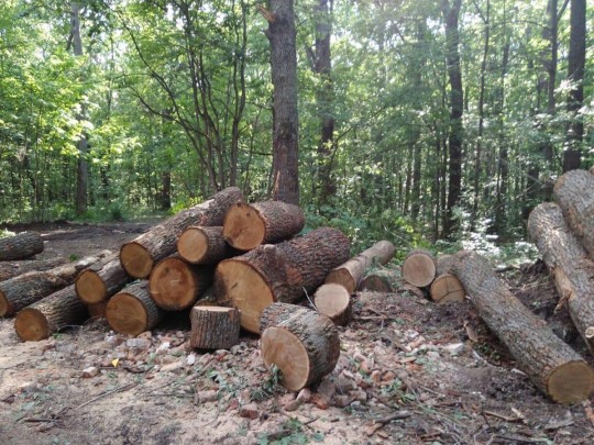 Вырубка леса на Харьковщине