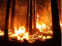 пожар в лесу