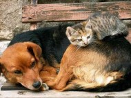 В Киеве проводят льготную стерилизацию котов и собак: адреса ветпунктов