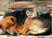 бездомные коты и собаки