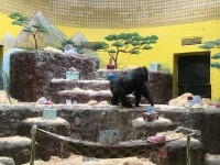 Горилла Тони празднует 45-летие в Киевском зоопарке