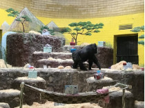 Горилла Тони празднует 45-летие в Киевском зоопарке