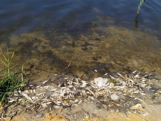 Мертвая рыба в Кальмиусе