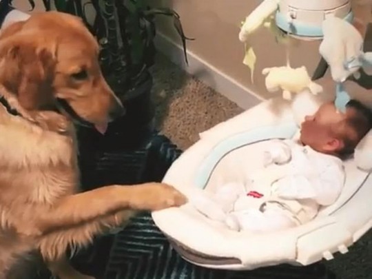 Собака укачивает младенца