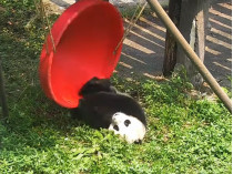Панда падает с качелей