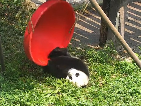 Панда падает с качелей